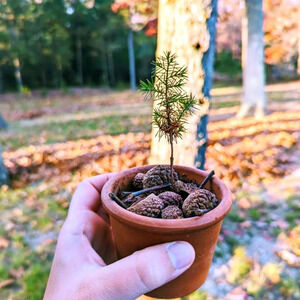 Eastern Red Cedar Seedling 🌲 The Original Christmas Tree‎